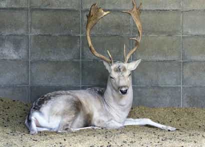 動物図鑑・ダマジカ